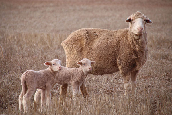 Ashrose Poll Merino Stud | Photo Gallery